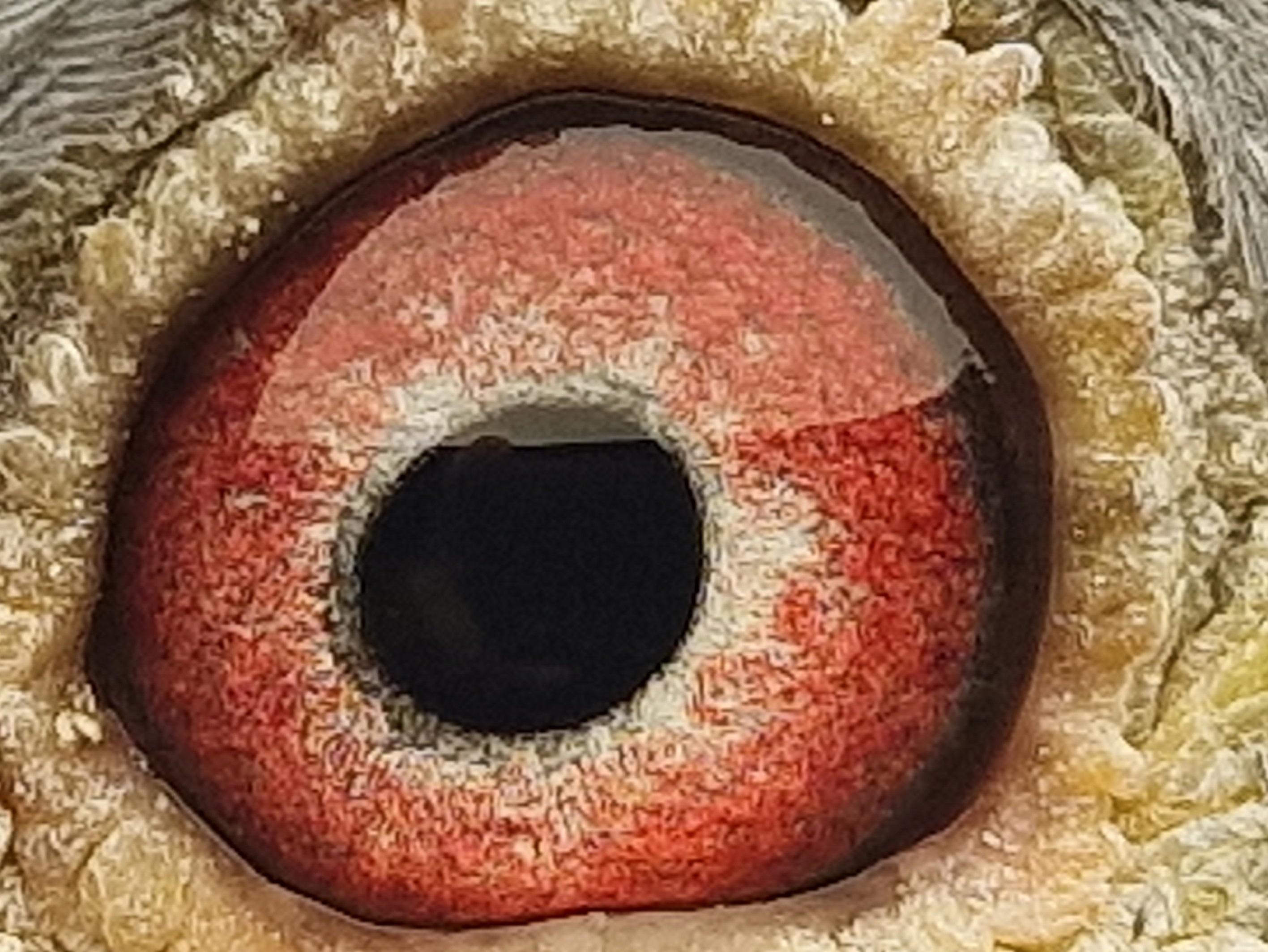 Pigeon eye